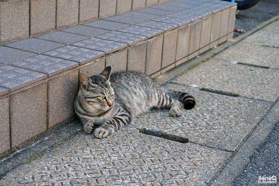 Ainoshima, l' île aux chats de Fukuoka