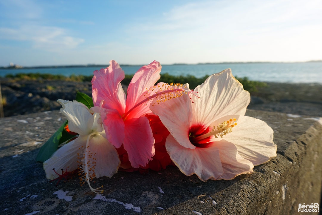 Bouquet d'hibiscus, Miyakojima