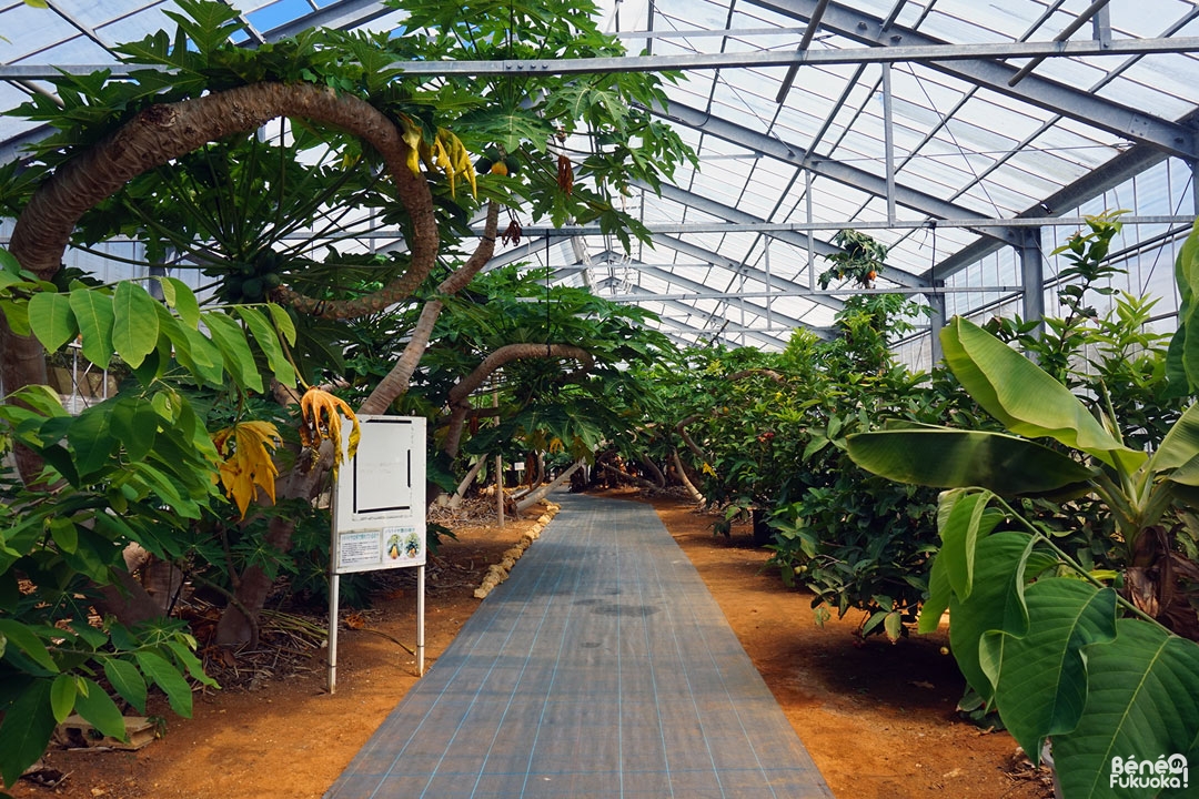 [Miyakojima] Utopia Farm mon paradis secret Béné no Fukuoka