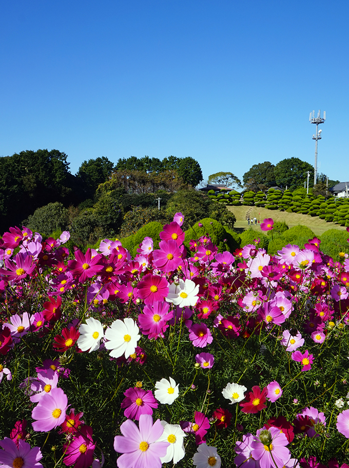 Cosmos, Nokonoshima, Fukuoka