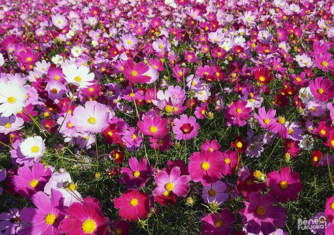 Cosmos, Nokonoshima, Fukuoka