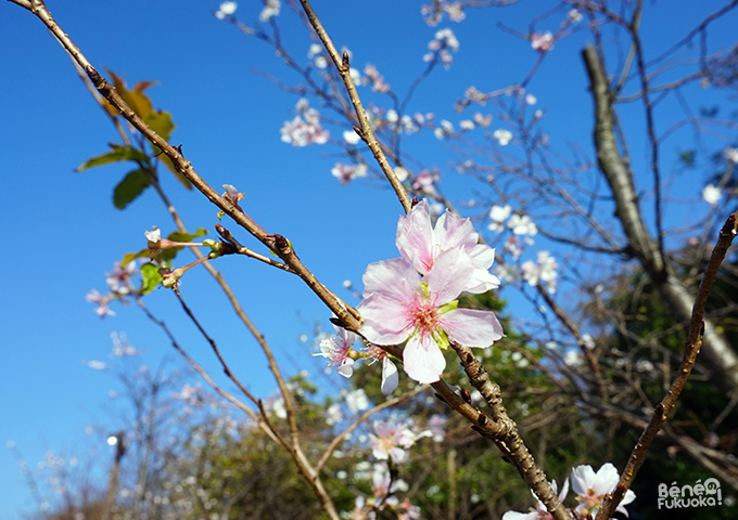 Sakura d'automne, island City, Fukuoka