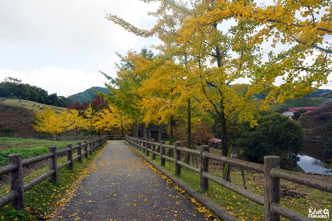 Mô Mô Land, une ferme à Fukuoka