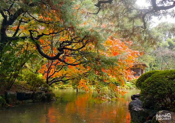 Momiji au Jardin du sanctuaire Heian, Kyôto