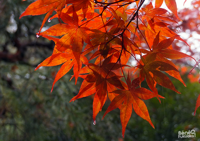 Momiji au Nanzen-ji, Kyôto