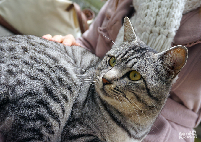 Chat au Shôfuku-ji, Fukuoka