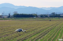 Grue à Izumi, terre de migration, Kagoshima