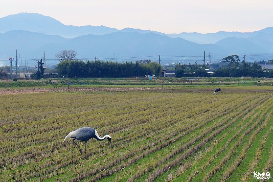Grue à Izumi, terre de migration, Kagoshima