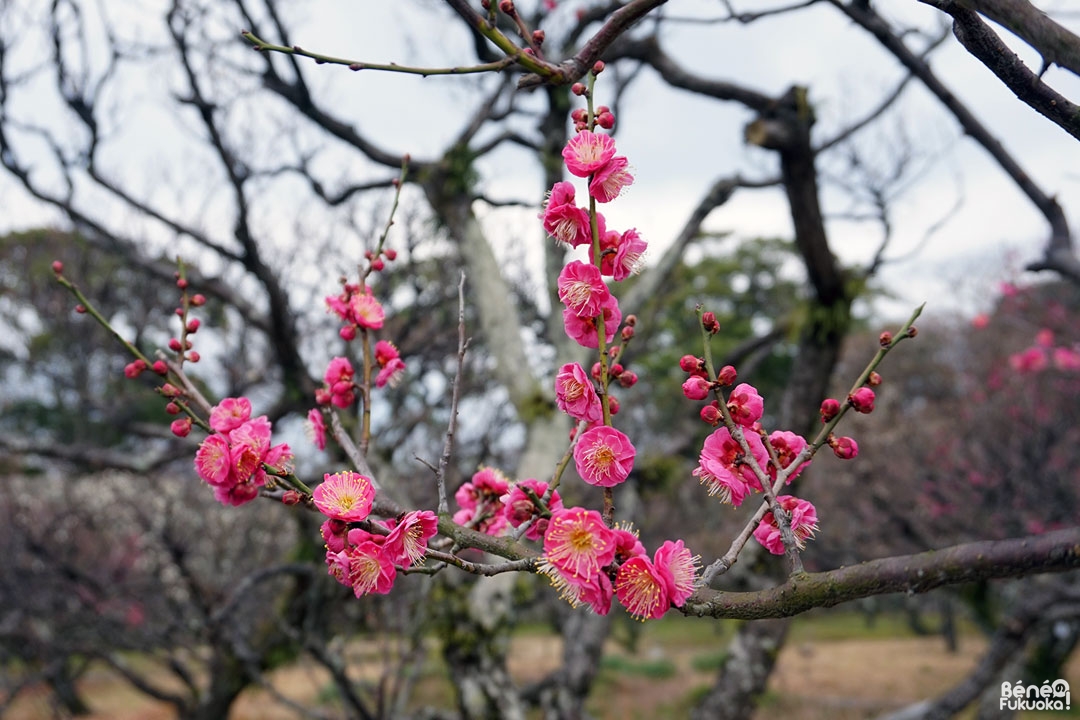 Fleurs de pruniers, parc Maizuru, Fukuoka
