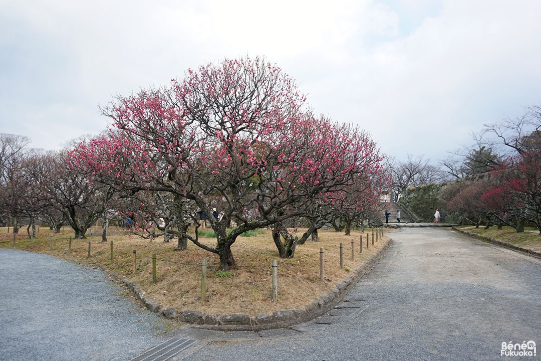 Parc Maizuru, Fukuoka