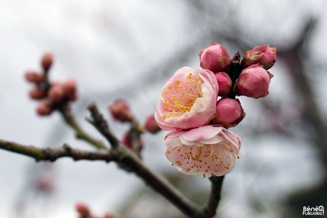 Fleurs de pruniers, parc Maizuru, Fukuoka