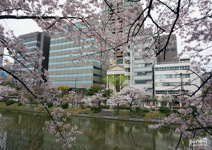 Sakura 2016, parc Maizuru, Fukuoka