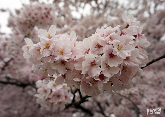 Sakura 2016, parc Maizuru, Fukuoka