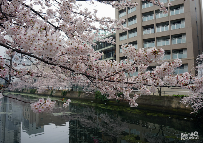 Sakura 2016, Chûô park, Fukuoka
