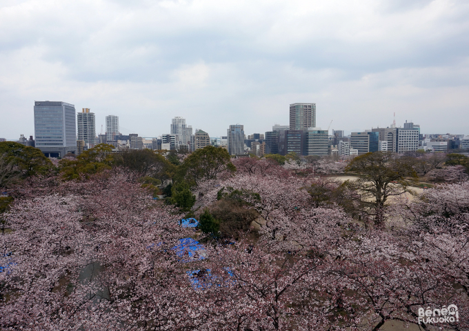 Sakura 2016, Fukuoka