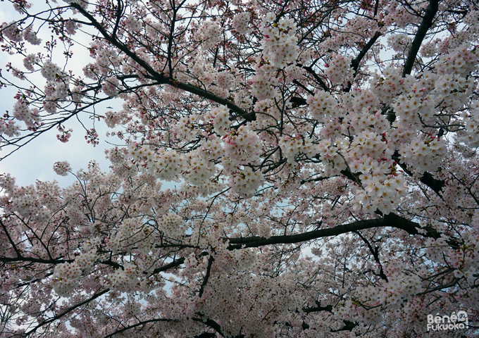 Sakura 2016, parc Nishi, Fukuoka