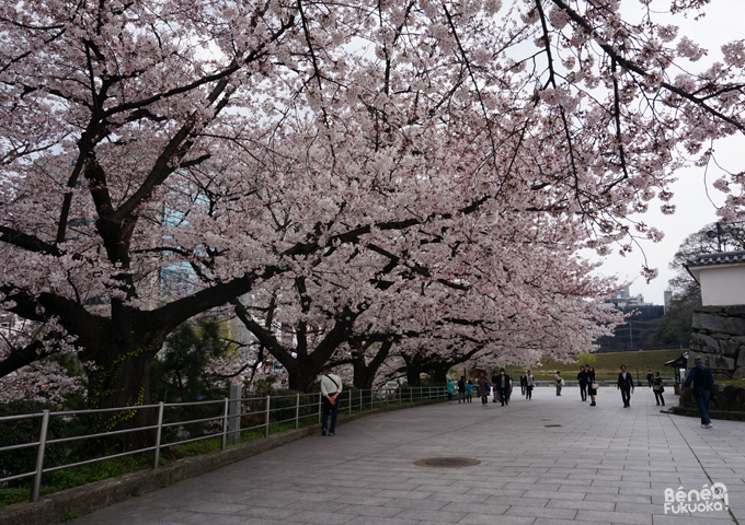 Sakura 2016, parc Maizuru, Fukuoka