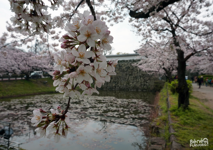 Sakura 2016, parc Maizuru, Fukuoka