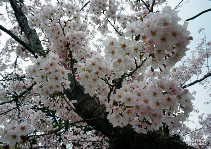 Sakura 2016, parc Maizuru, Fukuoka