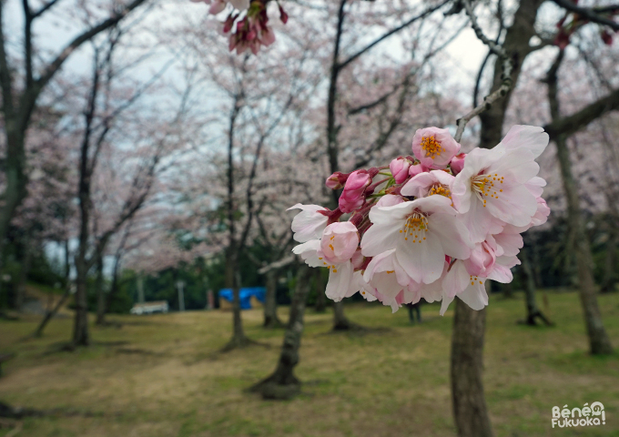 Sakura 2016, parc Nishi, Fukuoka