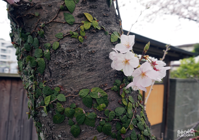 Sakura 2016, parc Nishi, Fukuoka