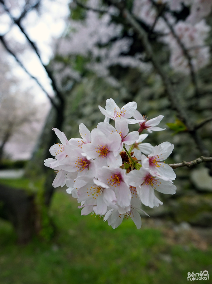 Sakura 2016, parc Maizuru, Fukuoka