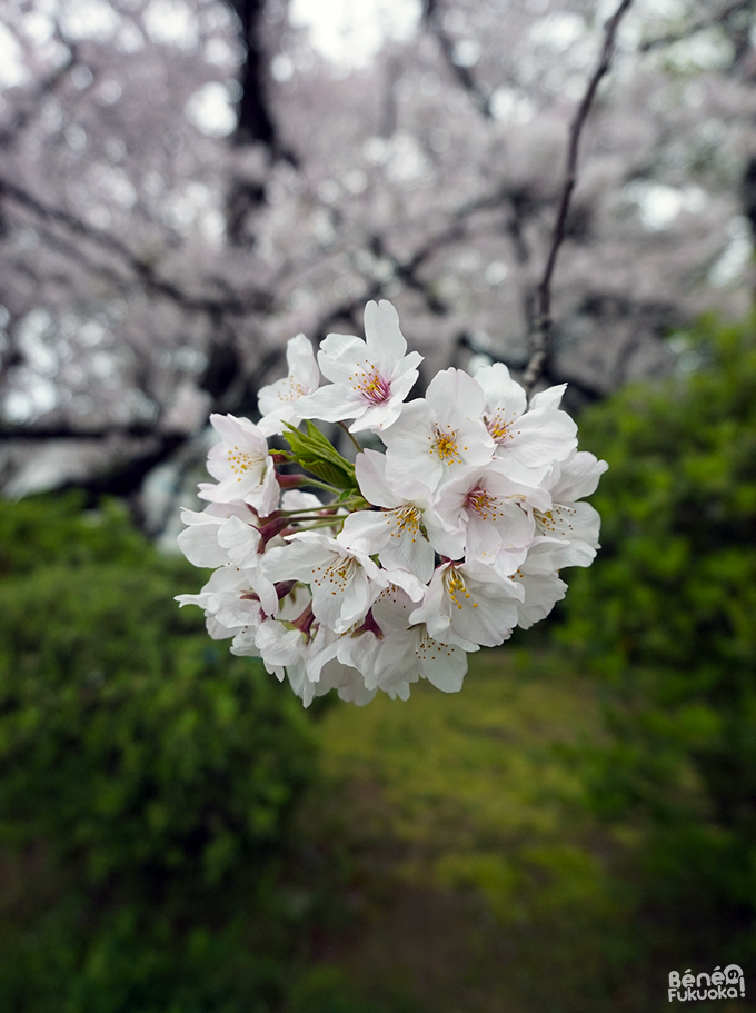 Sakura 2016, parc Maizuru, Fukuoka