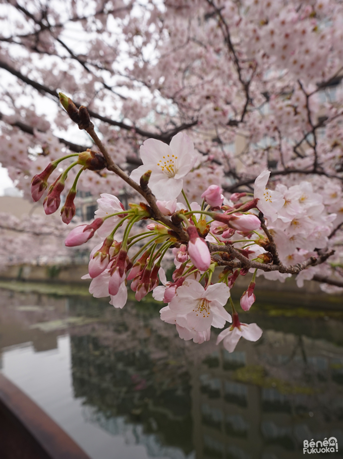 Sakura 2016, Chûô park, Fukuoka