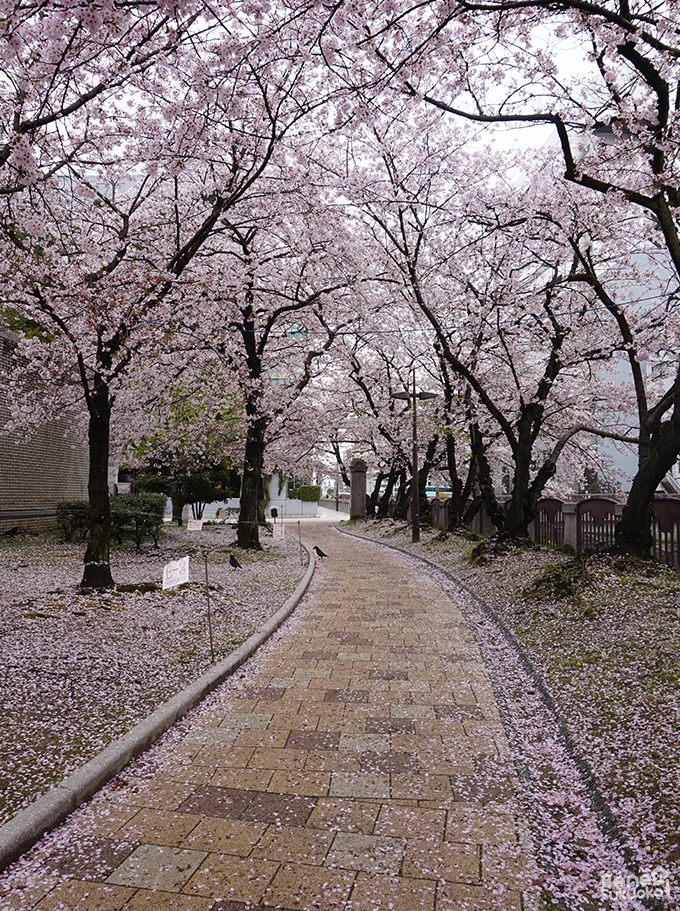 Sakura 2016, Chûô park, Fukuoka