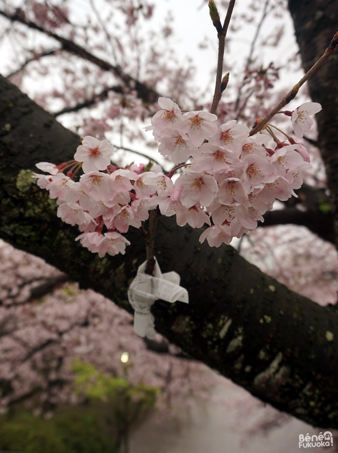 Sakura 2016, parc Nishi, Fukuoka