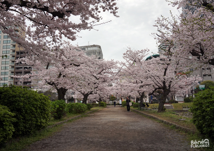 Sakura 2016, château de Fukuoka