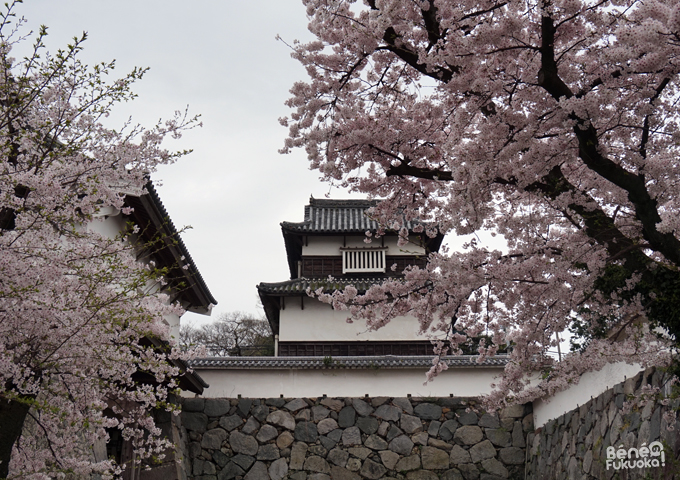 Sakura 2016, château de Fukuoka