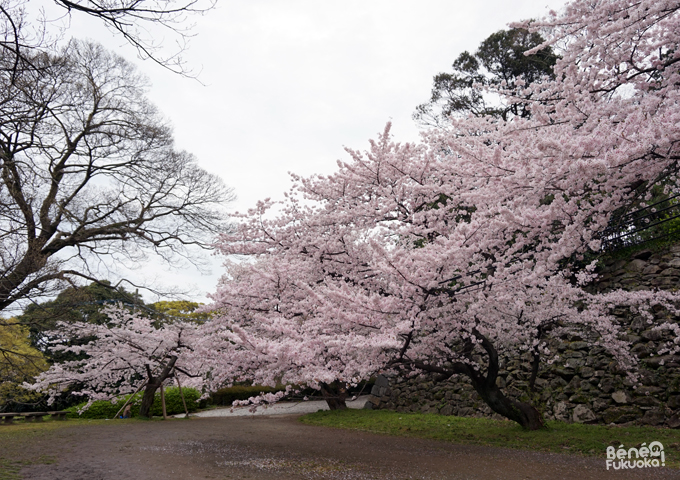 Sakura 2016, parc Maizuru, Fukuoka