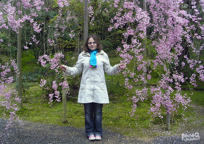 Béné cerisiers 2006 Kanazawa