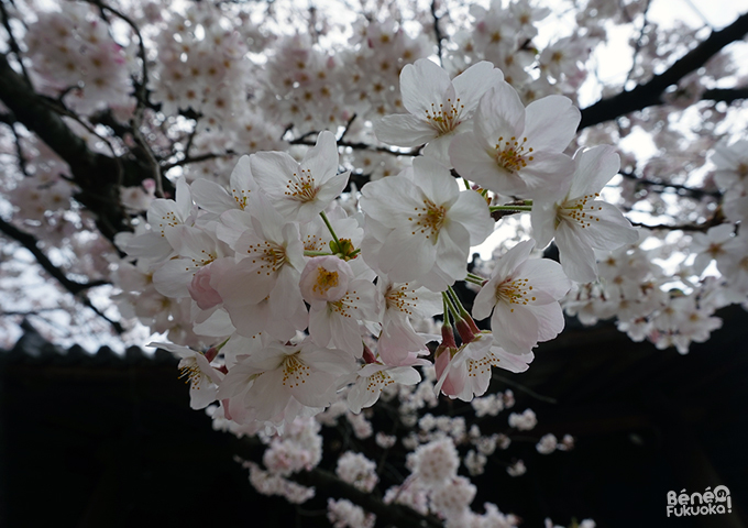 Cerisiers sakura au temple Shôfuku-ji, Fukuoka Cerisiers sakura au temple Shôfuku-ji, Fukuoka