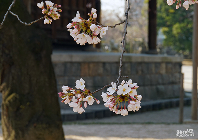 Cerisiers au temple Tôchô-ji, Fukuoka