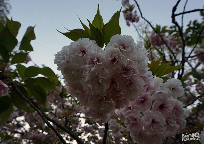 Fleurs de cerisiers yaezakura en forme de coeur Fukuoka