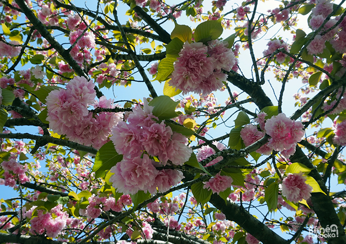 Yaezakura, Fukuoka