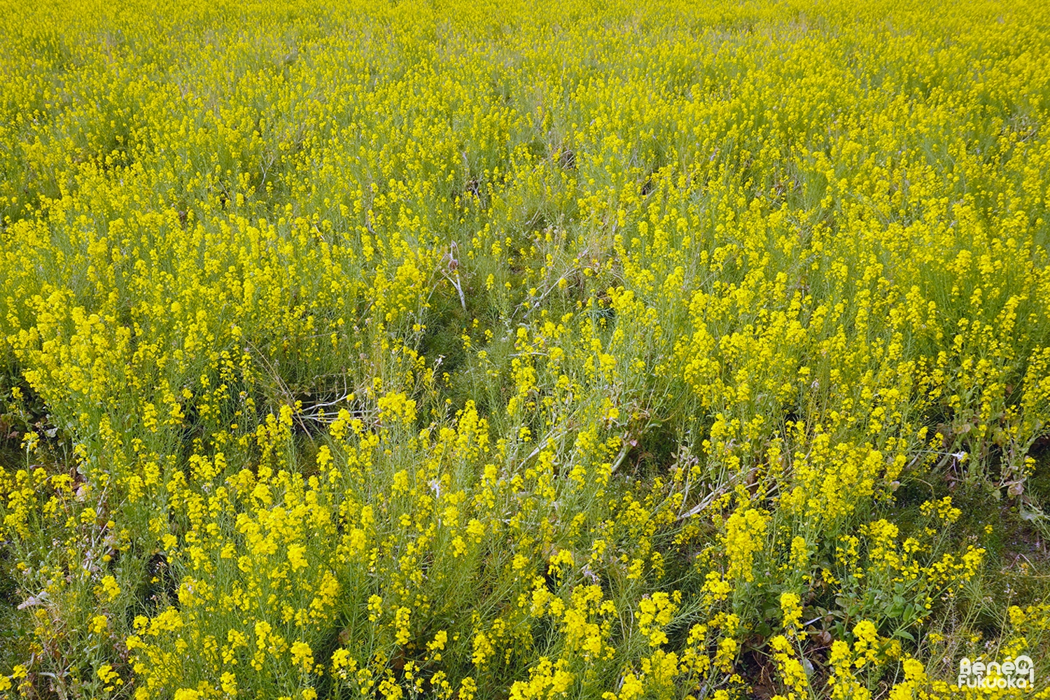 Champs de colza à Fukuyoshi