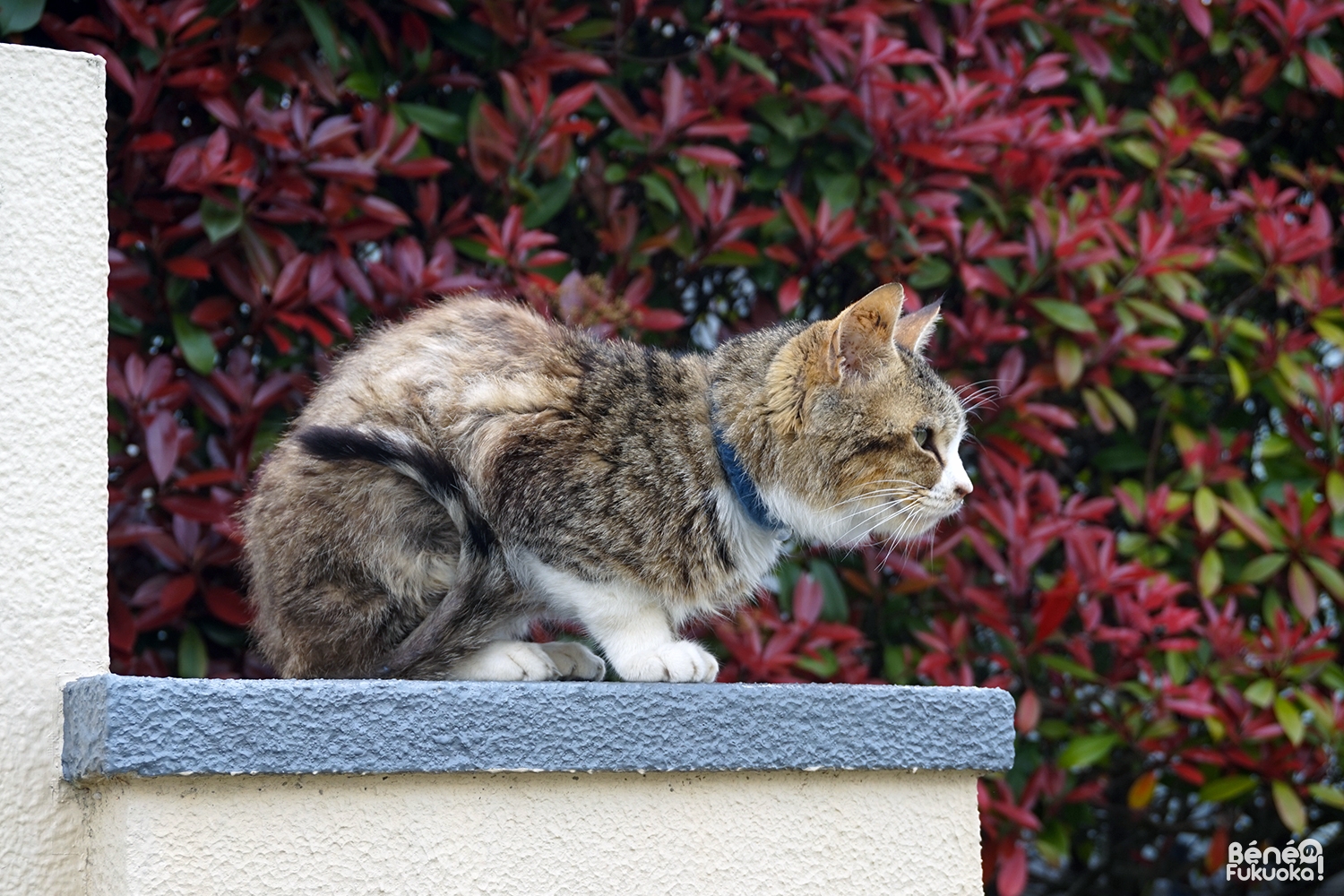 Chat à Fukuyoshi