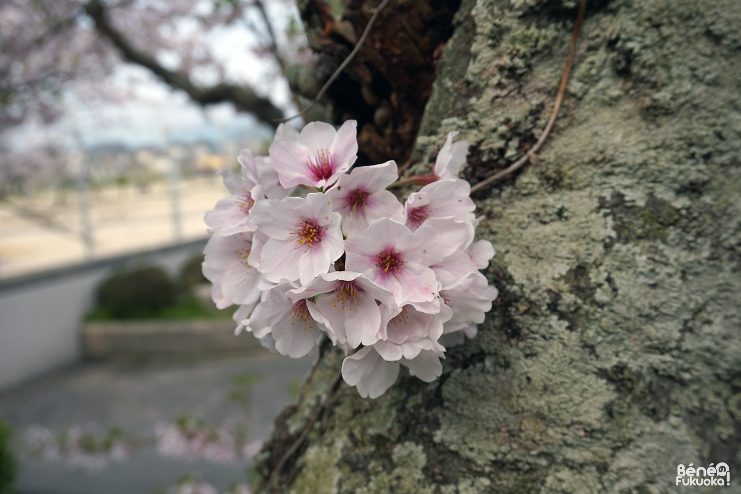 Sakura, Fukuyoshi