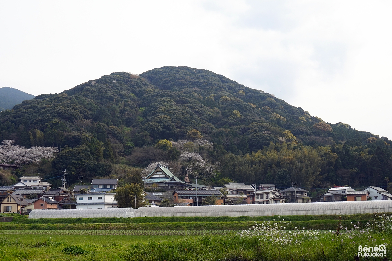 Campagne japonaise à Fukuyoshi