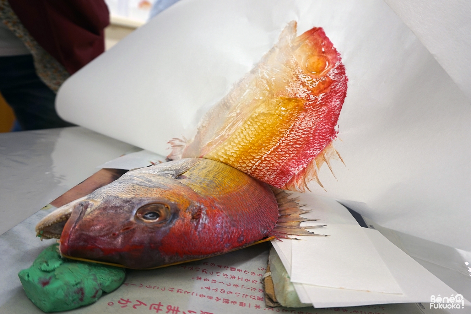 Gyotaku, Fukuoka City Museum