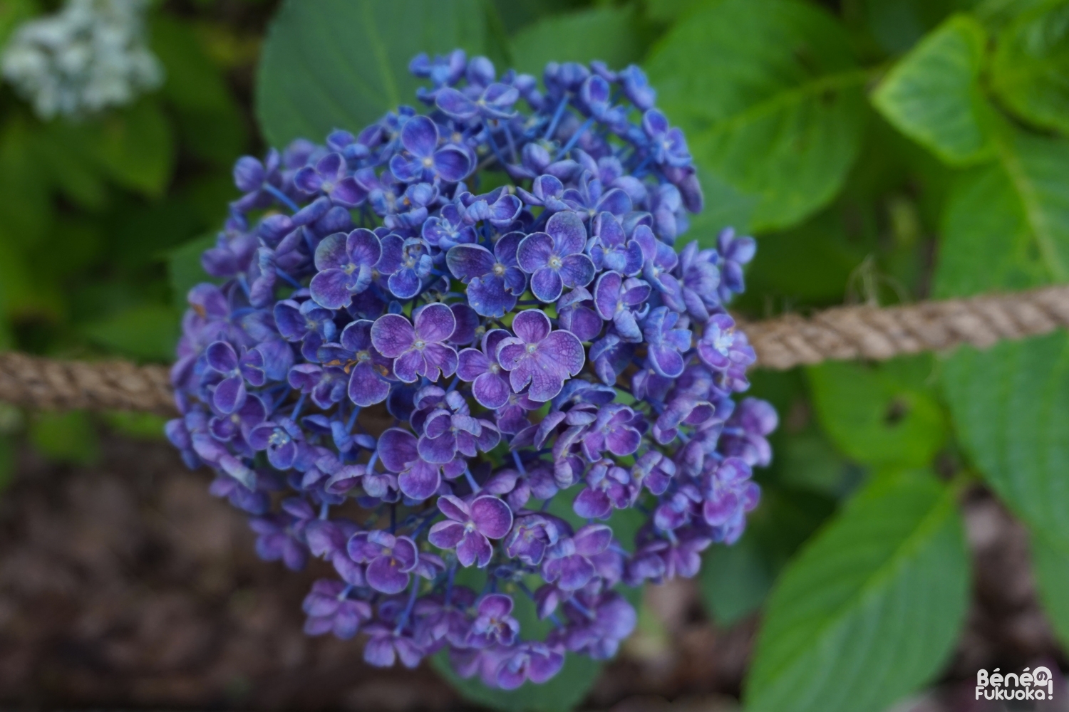 Jardin d'hortensias, sanctuaire Hakozaki, Fukuo