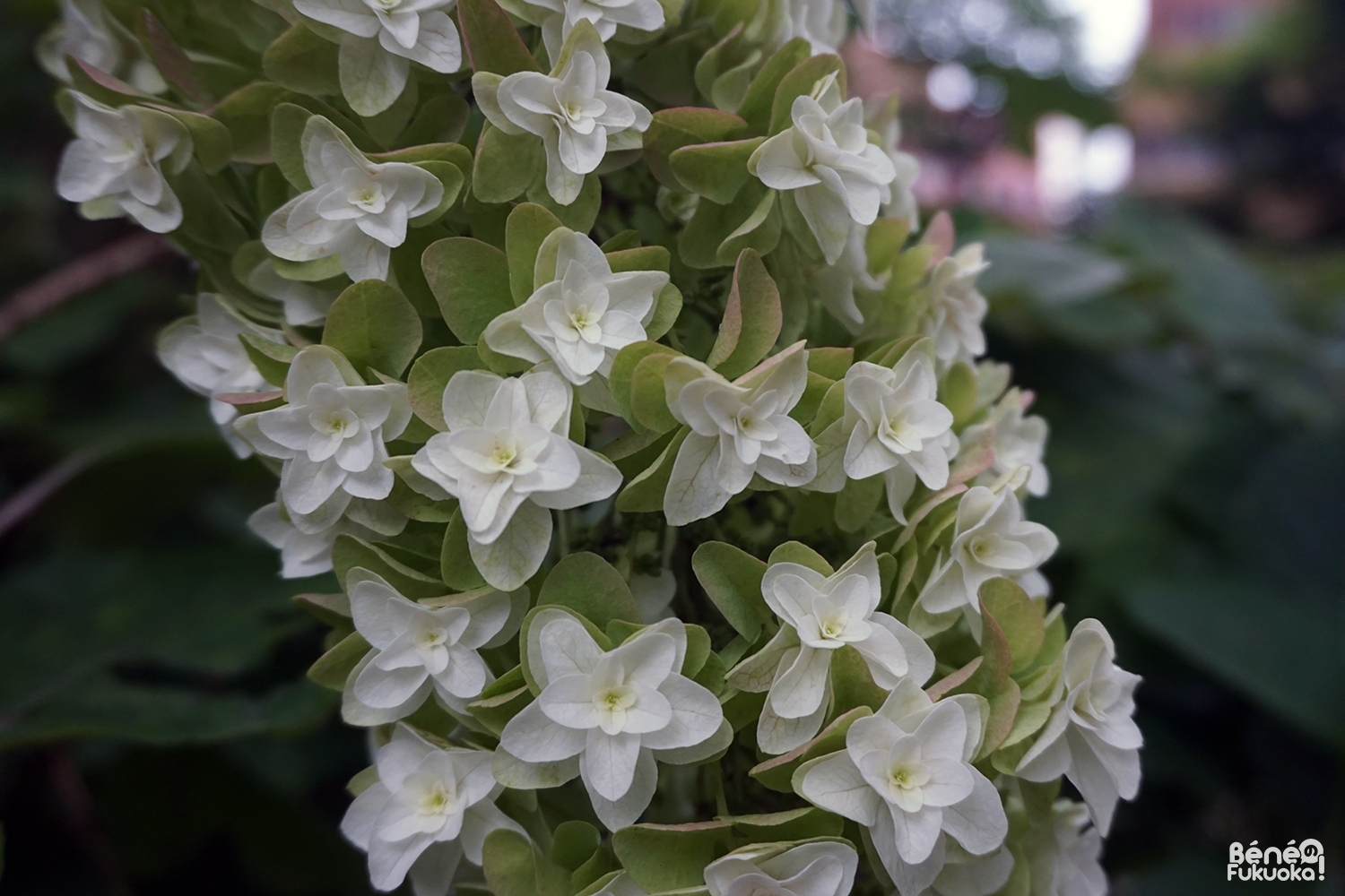 Jardin d'hortensias, sanctuaire Hakozaki, Fukuo