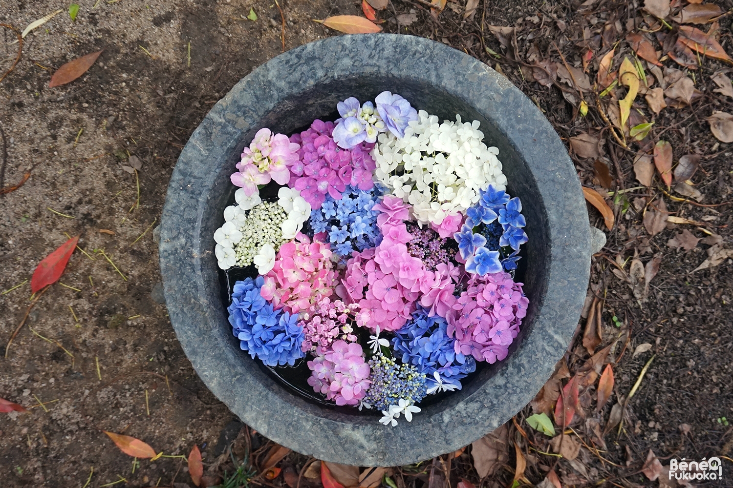 Jardin d'hortensias, sanctuaire Hakozaki, Fukuo