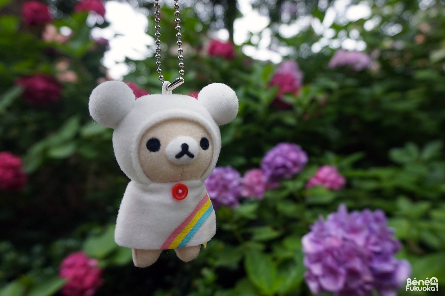 Jardin d'hortensias et Rillakuma saison des pluies, sanctuaire Hakozaki, Fukuo