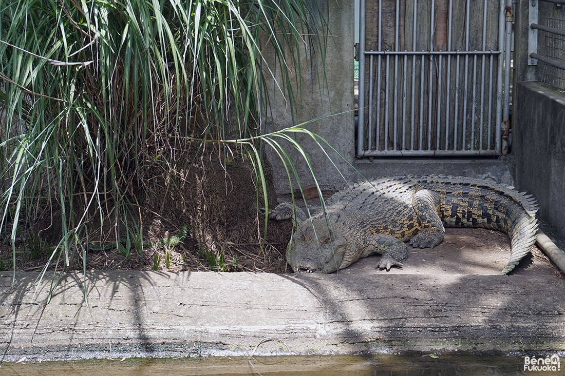 Crocodiles de l'Oniyama Jigoku, l'enfer de la montagne aux démons, Beppu