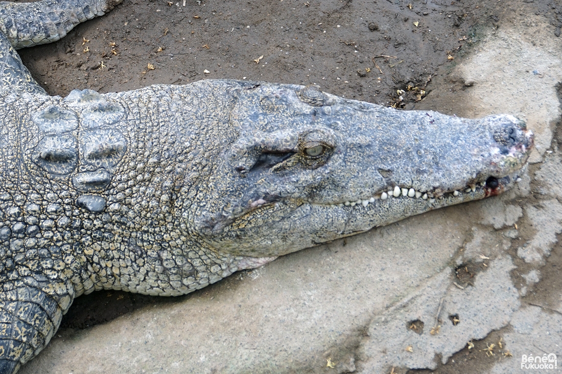 Crocodiles de l'Oniyama Jigoku, l'enfer de la montagne aux démons, Beppu