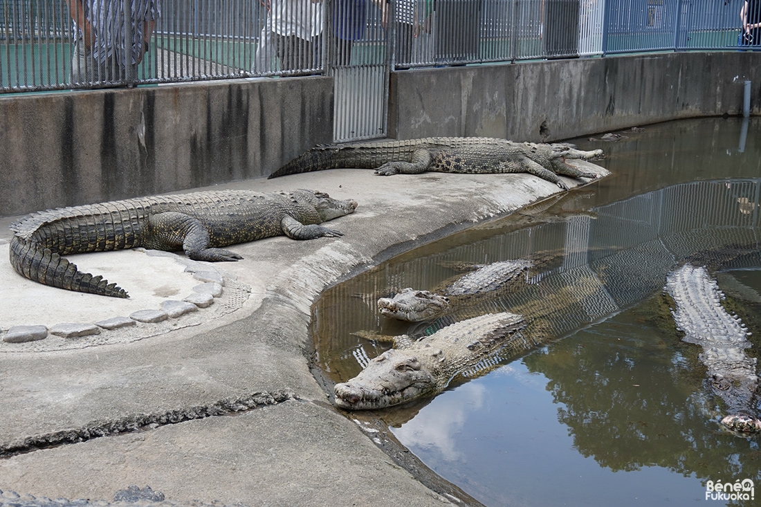 Crocodiles de l'Oniyama Jigoku, l'enfer de la montagne aux démons, Beppu